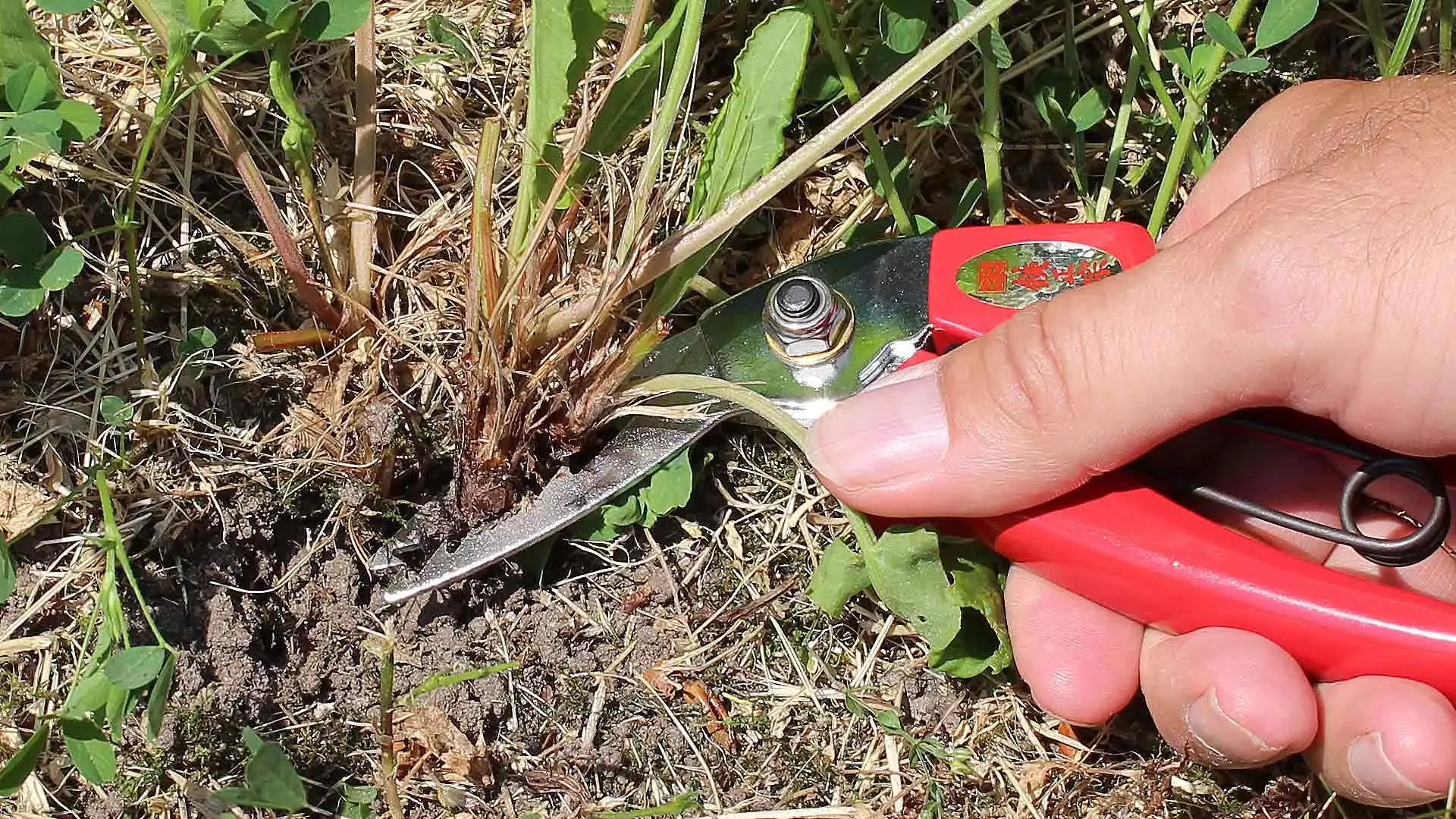 Désherbeur de Racines Désherbeur de Racines